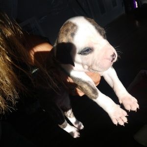 Meet your Posher, Mace